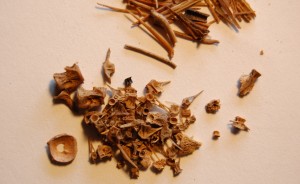 Zooarchaeology